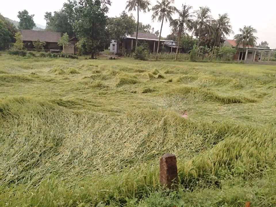 Trận lốc đã làm nhiều diện tích hoa màu sắp thu hoạch bị gãy đổ, hư hỏng.