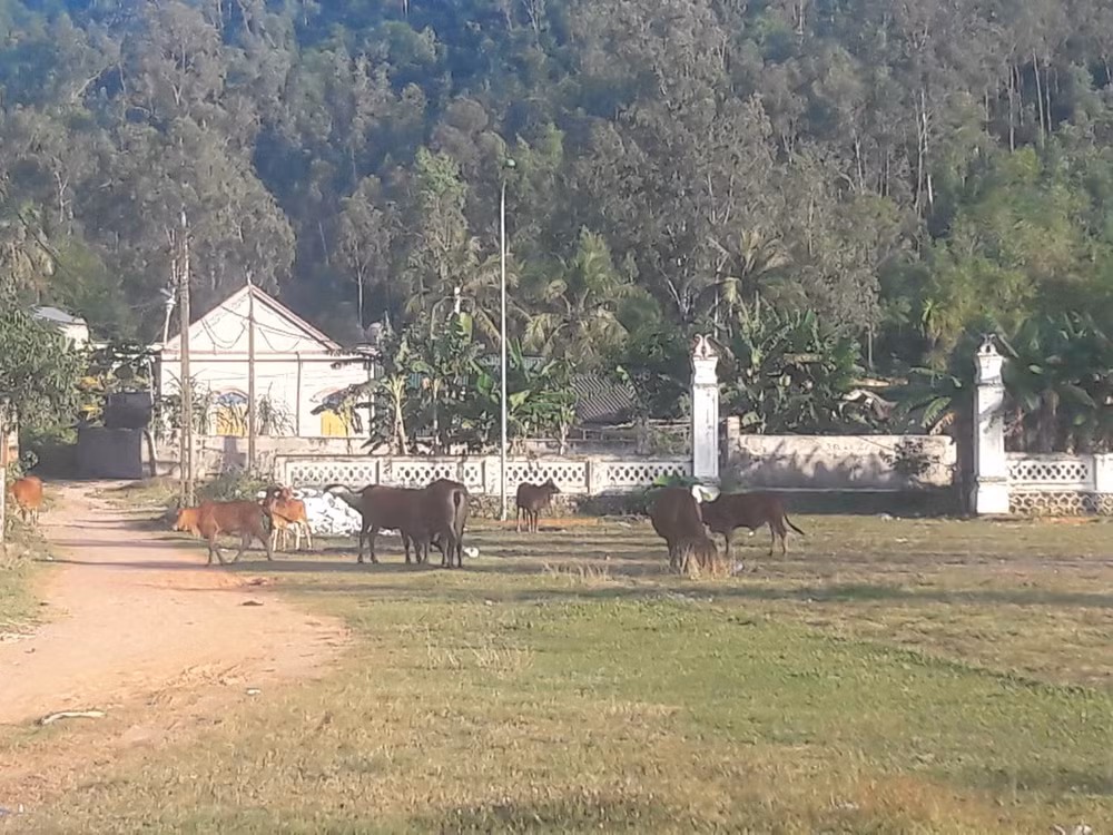 Dự án mở rộng sân lễ hội và bãi để xe đền Cuông 