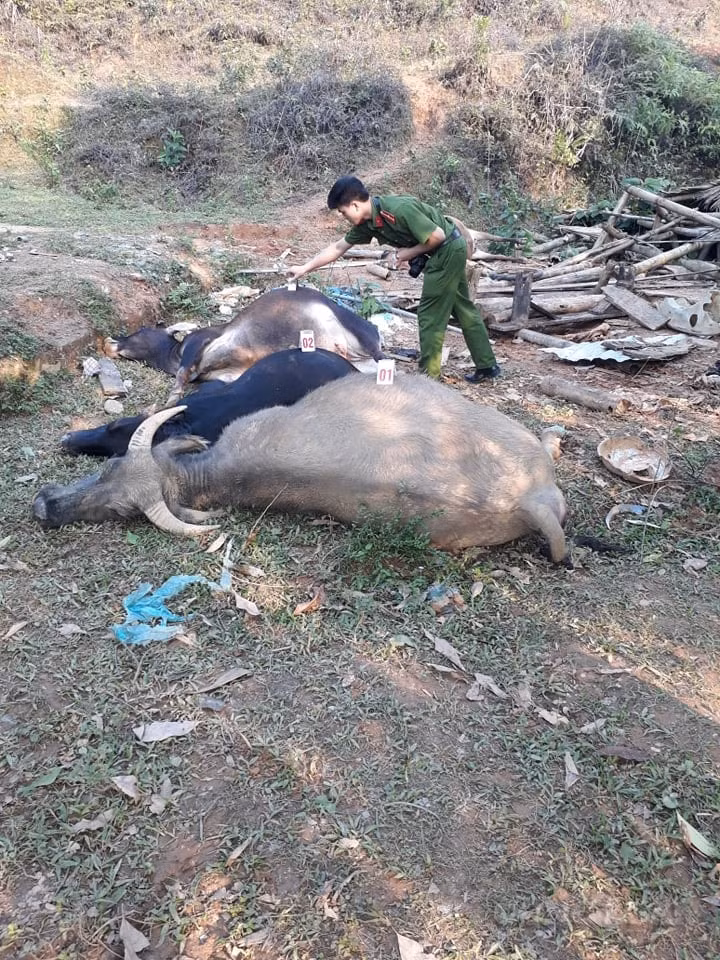Cơ quan công an khám nghiệm hiện trường trâu bò chết
