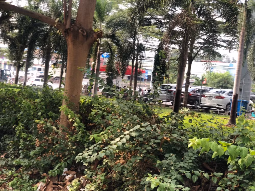 Dù chưa xây dựng xong hạ tầng kỹ thuật đồng bộ nhưng Amata Biên Hòa đã cho thuê lại đất, thu tiền thuê lại đất và thu phí quản lý đối với khách hàng là Công ty Tấn Đạt Phát.