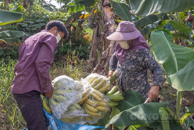 lao cai chi dao thao go kho khan trong xuat khau nong san sang trung quoc hinh 2