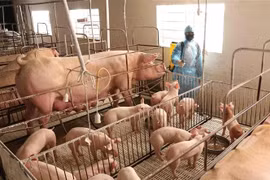 Cục Chăn nuôi bác thông tin 8 triệu con lợn bị tồn đọng