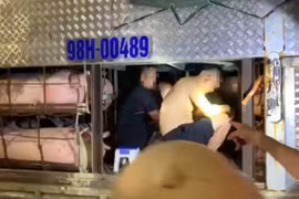 Lái xe giấu 4 người trong thùng chở lợn để “thông chốt” vào tỉnh Quảng Ninh