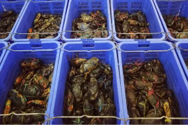Ngồi tù vì trộm 11 con cua