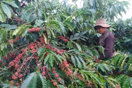 Giá cà phê hôm nay 30/1: Đồng loạt tăng nhẹ 200 đồng/kg