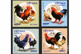 4 loài gà quý hiếm của Việt Nam sẽ có mặt trên tem bưu chính