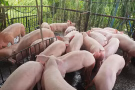 Giá heo hơi ngày 9/1: Tăng từ 1.000 đến 3.000 đồng/kg, chạm mốc 82.000 đồng/kg