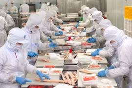 Thuỷ sản Nam Việt (ANV): Lãi quý 2 giảm 26%, dòng tiền kinh doanh âm nặng
