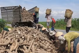 Xuất khẩu sắn đạt 400.000 tấn, giá trị 144 triệu USD trong tháng 1/2020