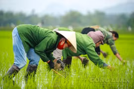 Nghệ An: Bà con nông dân ra ruộng cấy lúa ngày đầu năm mới