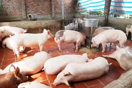 Giá heo hơi hôm nay 5/1: Tăng nhẹ ở miền Trung, Tây Nguyên, các vùng khác đi ngang