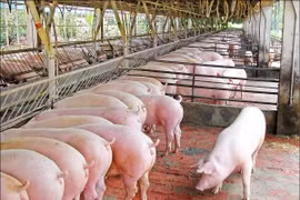 Giá heo hơi hôm nay 6/1: Miền Bắc chạm ngưỡng 81.000 đồng/kg