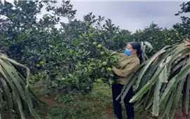 Những triệu phú nông dân ở miền Tây Thanh Hóa