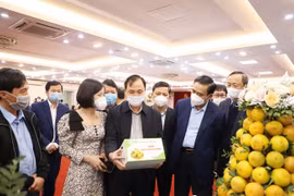 Mở lối tiêu thụ cam Hà Tĩnh qua các kênh phân phối hiện đại