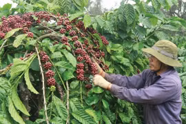 Giá cà phê hôm nay 28/1: Đồng loạt tăng 100 - 200 đồng/kg