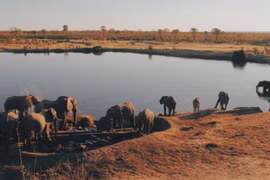 Một tổ chức phi chính phủ kiện Chính phủ Zimbabwe vì bán voi sang Trung Quốc