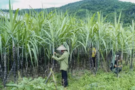 SSI Research: Cổ phiếu ngành mía đường 'nóng' trở lại, trừ LSS