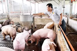 Mức thu phí trong chăn nuôi sẽ giảm 50%