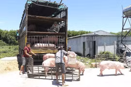 Xử lý nghiêm hoạt động buôn bán, vận chuyển lợn, sản phẩm từ lợn không rõ nguồn gốc