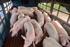 Giá heo hơi hôm nay 10/1: Vẫn duy trì đà tăng trên nhiều vùng chăn nuôi