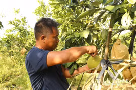 Hà Tĩnh gỡ khó "đầu ra" cho bưởi Phúc Trạch do dịch Covid-19