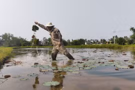 Thừa Thiên Huế: Phát triển mô hình trồng sen kết hợp du lịch sinh thái