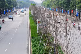 Hà Nội: Sẽ thay thế hàng cây phong lá đỏ đường Trần Duy Hưng, Nguyễn Chí Thanh