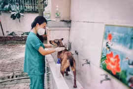 Nữ tình nguyện viên chăm sóc chó, mèo cho bệnh nhân F0