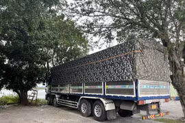 Kiểm lâm cơ động tạm giữ xe chở hàng có đúng quy định?
