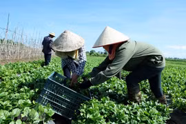 Nhiều hợp tác xã cần được hỗ trợ vượt khó