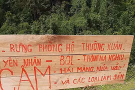 Thanh Hoá: “Trẩy hội măng” trong rừng phòng hộ