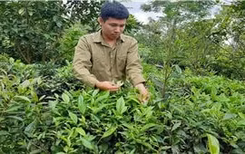 "Trái ngọt" cho ý chí và niềm đam mê