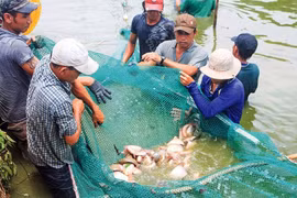 Mô hình nuôi loài thủy sản mới có giá trị kinh tế cao