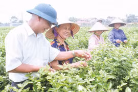 Sức sống mới trên vùng đất Anh hùng