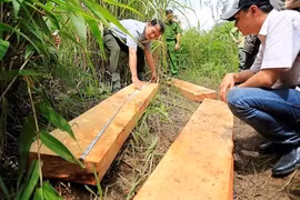 Khai thác rừng trái pháp luật có thể bị phạt đến 1 tỷ đồng