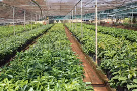 Cần hướng đến xuất khẩu giống nông nghiệp