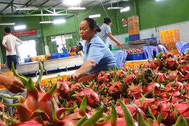 Nhiều tỉnh, thành phố, doanh nghiệp tham gia xúc tiến xuất khẩu nông sản, thực phẩm sang Trung Quốc