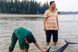 Quảng Nam: Giải cứu cá heo trôi dạt vào bờ biển Cửa Đại