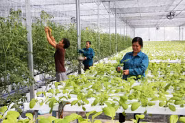 Diễn đàn Kinh tế hợp tác, hợp tác xã sẽ được tổ chức vào tháng 10/2019