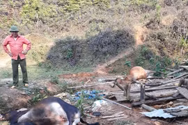 Bắc Kạn: Nhiều trâu, bò chết nghi do ngộ độc hóa chất