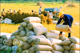 Nhiều ngành hàng nông sản xuất khẩu chủ lực sụt giảm về giá trị