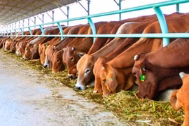 Thay đổi căn bản để ngành chăn nuôi gia súc ăn cỏ phát triển mạnh