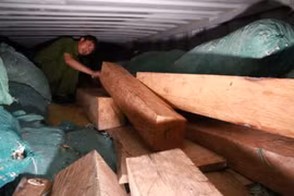 Bắt giữ gỗ quý xuất xứ Ấn Độ trị giá 10 tỷ đồng