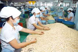 Xuất khẩu hạt điều tăng trưởng mạnh