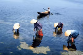 Quảng Điền - Thừa Thiên Huế: Du lịch sinh thái phát triển theo hướng bền vững
