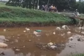 Bắc Giang: Gắn trách nhiệm người đứng đầu trong công tác phòng chống dịch tả lợn Châu Phi