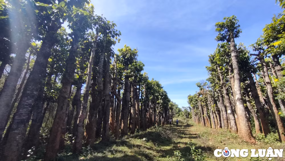 gia lai can canh hang tram cay xanh bi chet kho bat goc sau khi di doi hinh 1