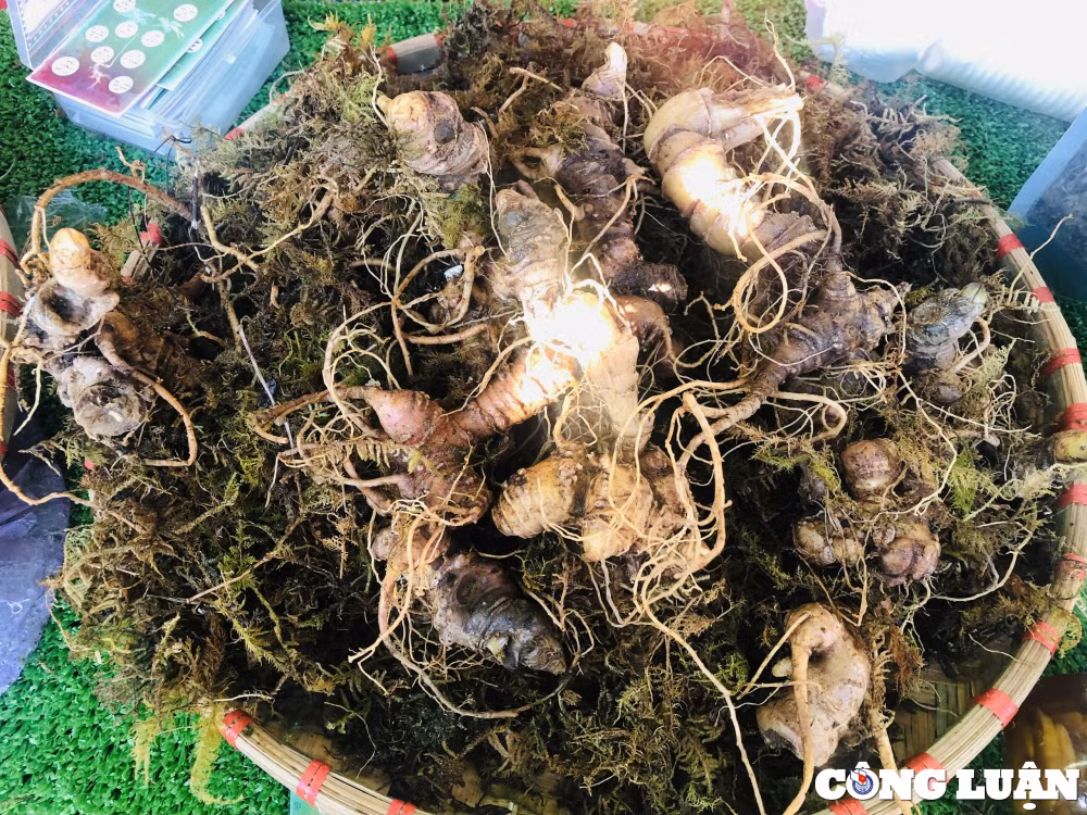diem mat nhung cu sam khung tai phien cho sam ngoc linh lan 2 hinh 1