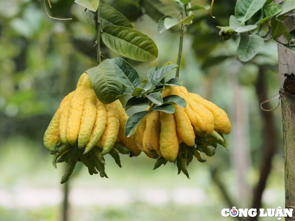 dan trong phat thu ngoai thanh ha noi ruc rich vu thu hoach lon nhat nam hinh 7
