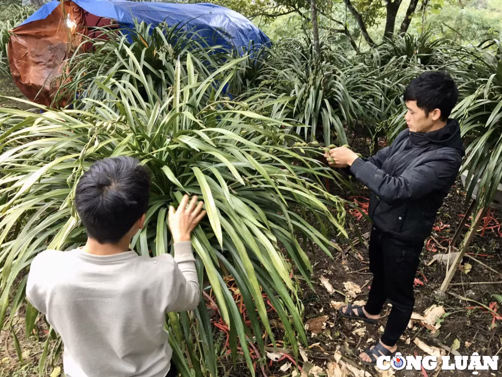 nhon nhip cho hoa dia lan sa pa tren mang dip can tet hinh 1